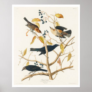 Rusty Grakle door Audubon Poster