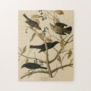 Rusty Grakle (Grackle) Audubon's vogels in Amerika Legpuzzel