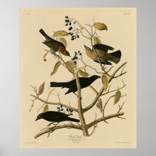 Rusty Grakle (Grackle) Audubon's vogels in Amerika Poster
