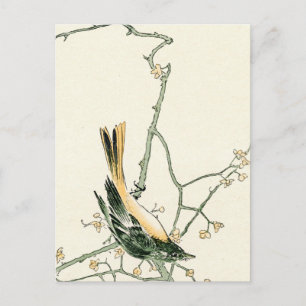 Ruticilla aurorea op een pruimen tak - Japanse kun Briefkaart