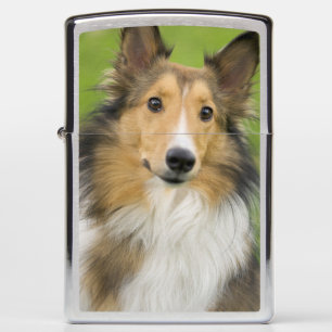 Ruw Collie, hond