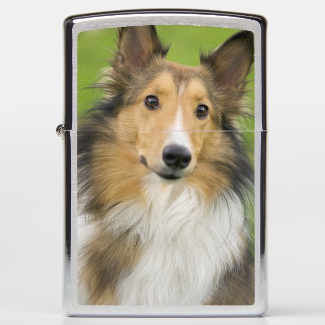 Ruw Collie, hond (Voorkant)