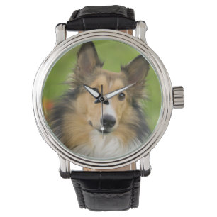 Ruw Collie, hond Horloge