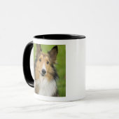 Ruw Collie, hond Mok (Voorkant links)