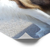 Ruw Collie Poster (Hoek)