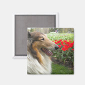 Ruw Sable Collie n Tulips Magnet Magneet (Voorkant / Achterkant)