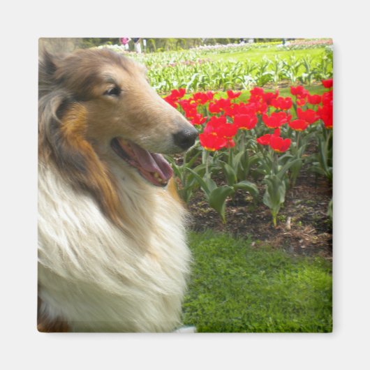 Ruw Sable Collie n Tulips Magnet Magneet (Voorkant)
