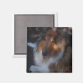 ruwe collie magnet magneet (Voorkant / Achterkant)
