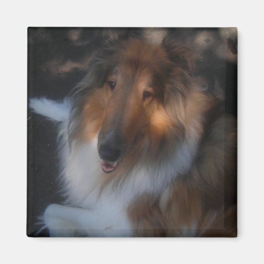 ruwe collie magnet magneet (Voorkant)