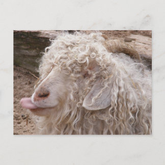 Ruwe Oude Geit Briefkaart