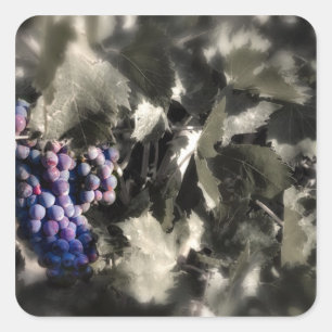 Ruwen bij de belangrijkste wijngaard van de Tefft  Vierkante Sticker