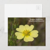 Ruwfruitige olie VA Wilde Briefkaart (Voorkant / Achterkant)