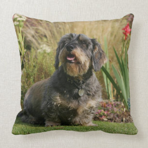 Ruwharige standaard Dachshund Kussen