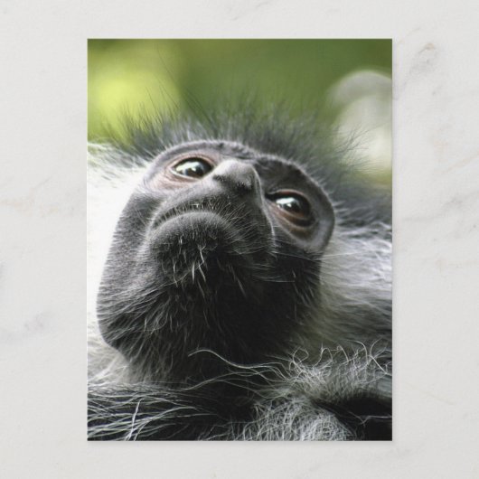 Rwanda Colobus Monkey Briefkaart (Voorkant)