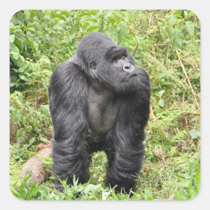 Rwanda Gorilla Safari op Display Stickers