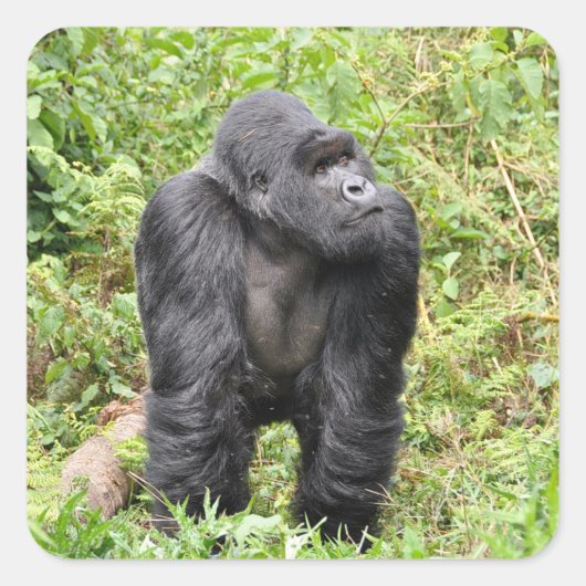 Rwanda Gorilla Safari sur Stickers Display (Devant)