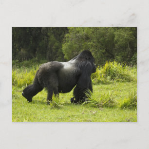 Rwanda, Nationaal park Volcanoes Briefkaart