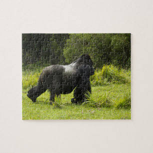 Rwanda, Nationaal park Volcanoes Legpuzzel