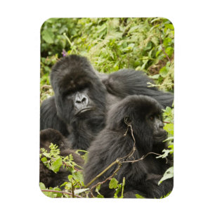 Rwanda, Nationaal park Volcanoes Magneet