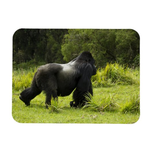 Rwanda, Nationaal Park Volcanoes Magneet (Horizontaal)