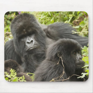 Rwanda, Nationaal Park Volcanoes Muismat