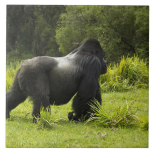Rwanda, Nationaal park Volcanoes Tegeltje
