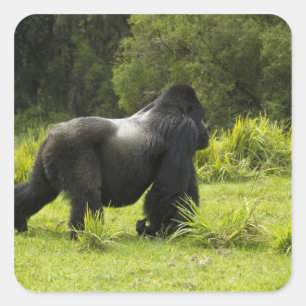 Rwanda, Nationaal park Volcanoes Vierkante Sticker