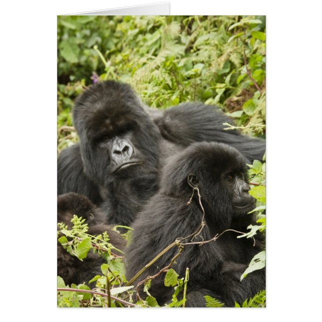 Rwanda, Parc national des volcans (Devant)