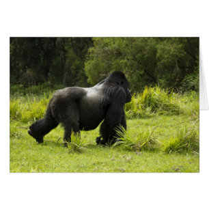 Rwanda, Volcanoes National Park