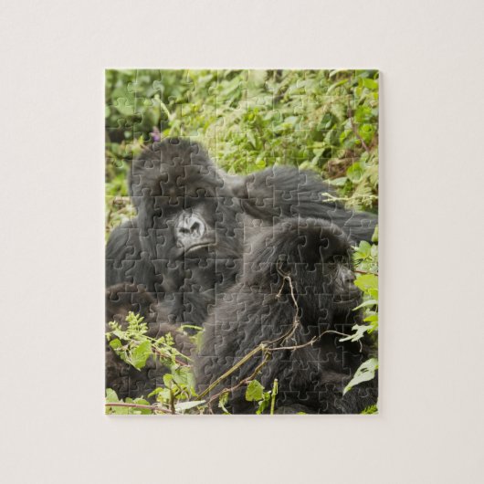 Rwanda, Volcanoes National Park Legpuzzel (Verticaal)