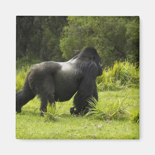 Rwanda, Volcanoes National Park Magneet (Voorkant)