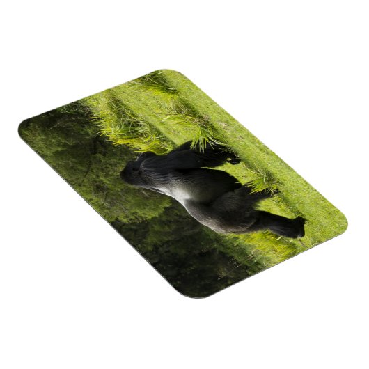 Rwanda, Volcanoes National Park Magneet (Rechterzijde)