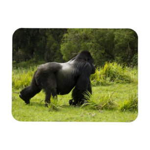 Rwanda, Volcanoes National Park Magneet