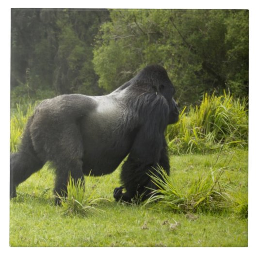 Rwanda, Volcanoes National Park Tegeltje (Voorkant)