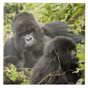 Rwanda, Volcanoes National Park Tegeltje
