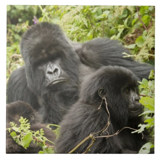 Rwanda, Volcanoes National Park Tegeltje (Voorkant)