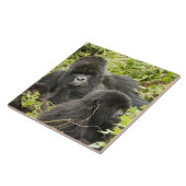 Rwanda, Volcanoes National Park Tegeltje (Zijkant)