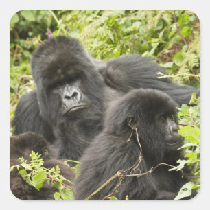 Rwanda, Volcanoes National Park Vierkante Sticker