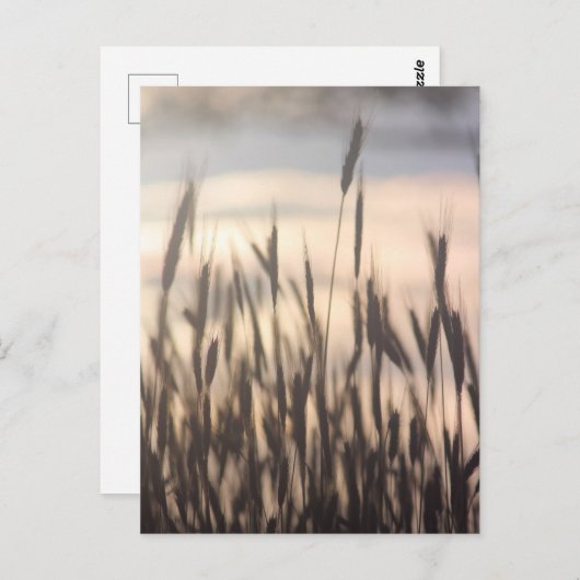 Rye Growing Tall op zonsondergang Briefkaart (Voorkant / Achterkant)