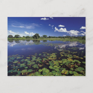 S.A., Brazilië, Waterwegen in Pantanal Briefkaart
