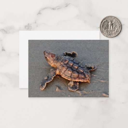 s Carte de note à écouvillonner de tortue (Devant/Arrière en situation)