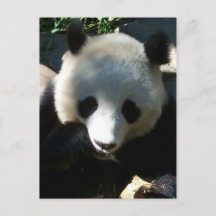 's middags Snack 1 Briefkaart