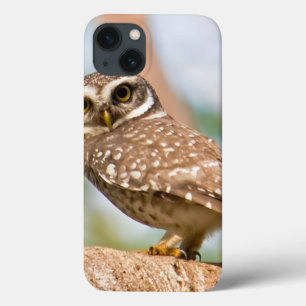's Morgens gepotte uil. iPhone 13 Hoesje