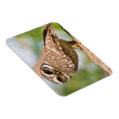 's Morgens gepotte uil. Magneet (Rechterzijde)