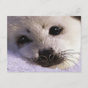 S.O.S. RED ONZE HARP SEALS Briefkaarten