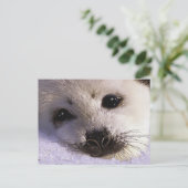 S.O.S. RED ONZE HARP SEALS Briefkaarten (Staand voorkant)