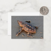 S Turtle Hatchling briefkaart (Voorkant / Achterkant in situ)