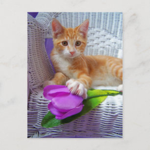 sa carte postale haute Cole