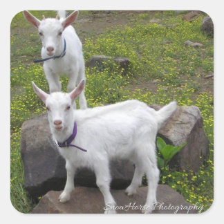 Saanan Geit Kinder ~ Vierkante Sticker
