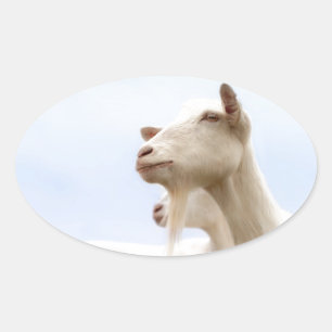 Saanen-geit Ovale Sticker